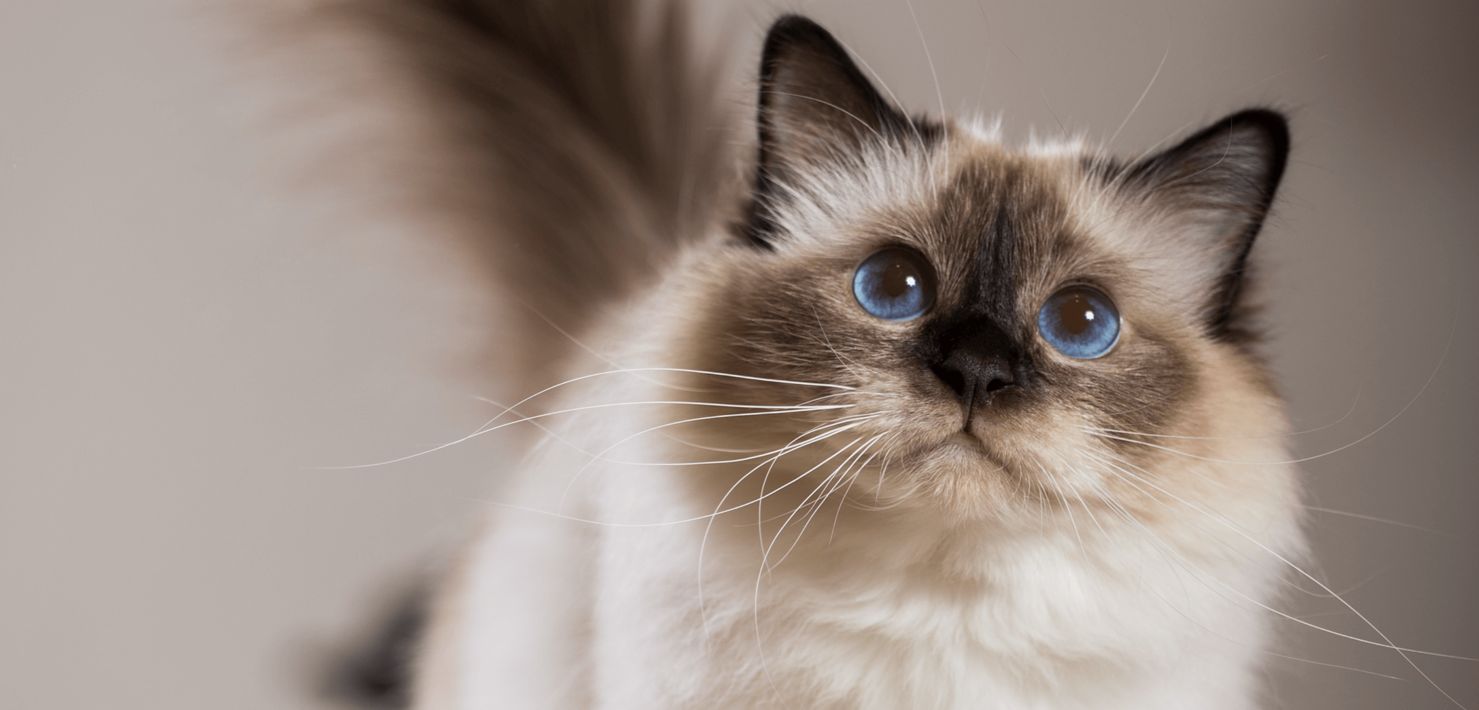 使用了Hi-Imprex画质引擎技术拍摄的猫咪照片