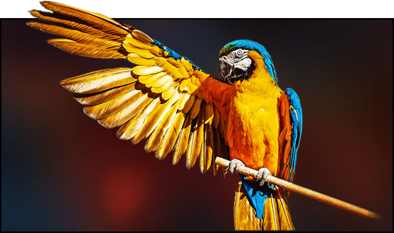 Color calibration algorithms turn pixels into dazzling visual tapestries