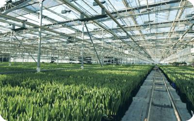 Vegetable greenhouse