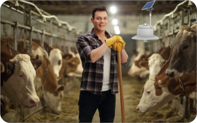 Cattle shed