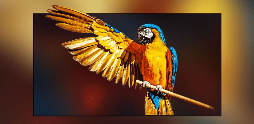 Display Innovation that Knows No Bounds