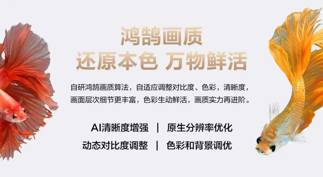 鸿鹄画质